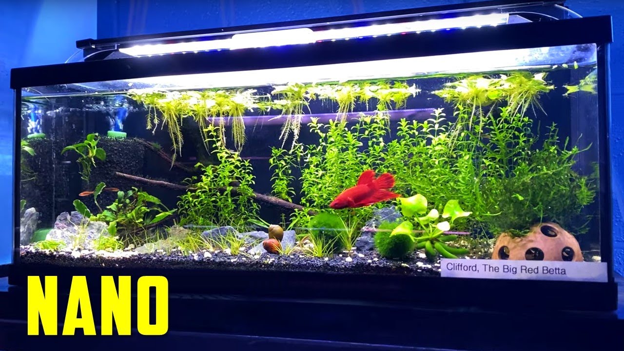 TEENY TINY Ideas for Your Nano Aquarium