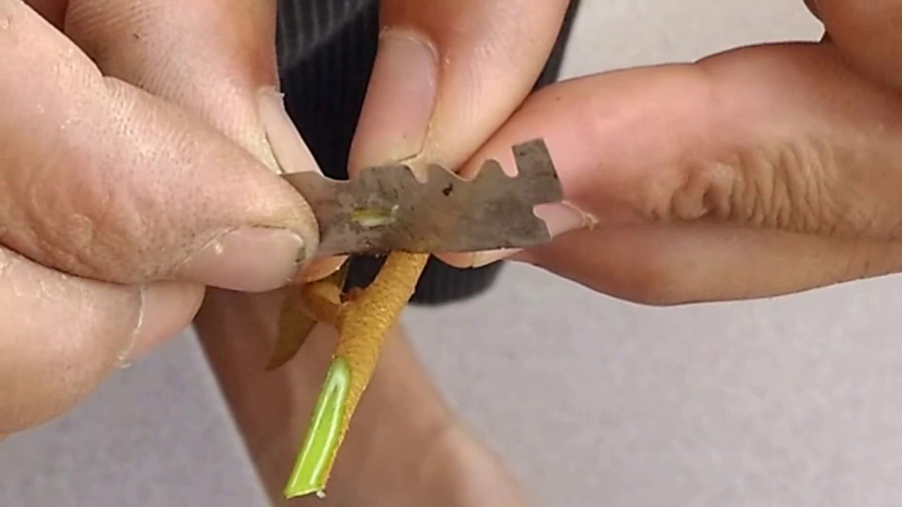 kỹ thuật ghép cây mít, ổi, bơ, sầu riêng bằng 3 phương pháp