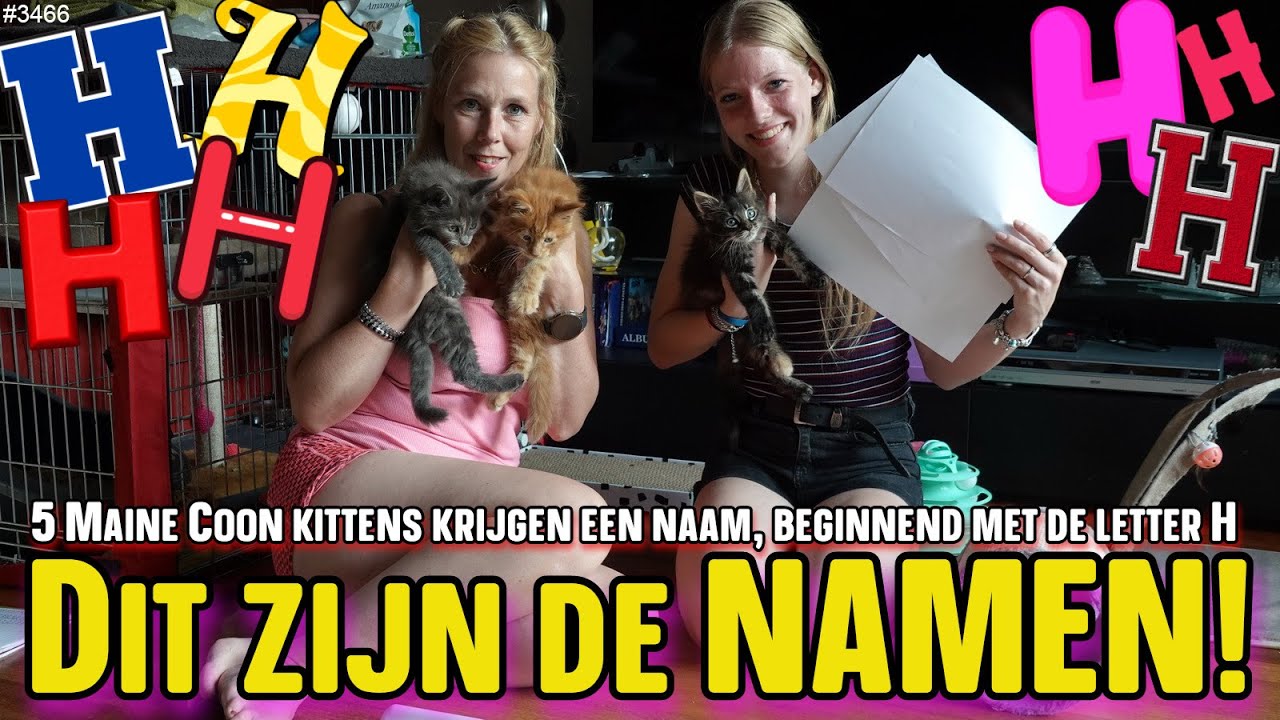 De NAMEN van de 5 MAINE COON kittens zijn BEKEND. Beginnend met de LETTER H? #mainecoon  #3466