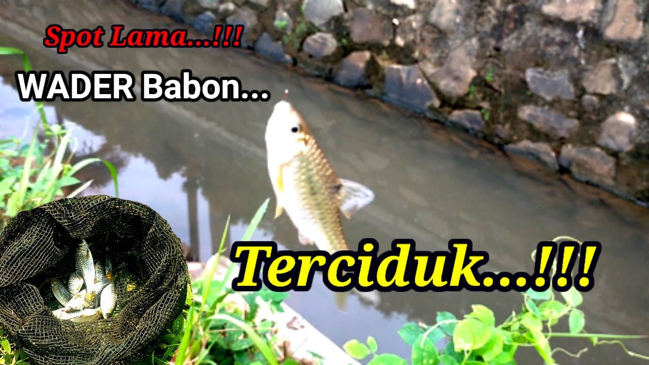 Mancing Ikan WADER di Selokan!!! STRIKE Wader BABON Lagi.... Spot Lama memang JOSS