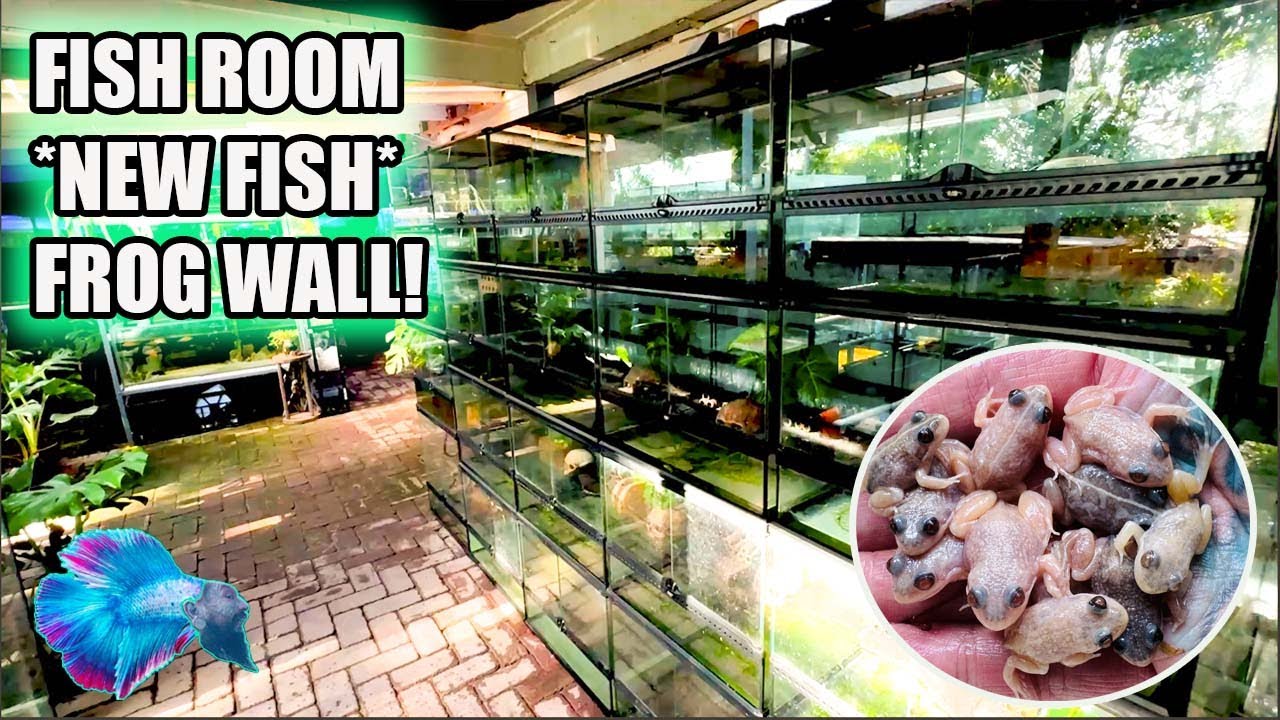 FISH ROOM: Frog Wall and Weird New Fish!