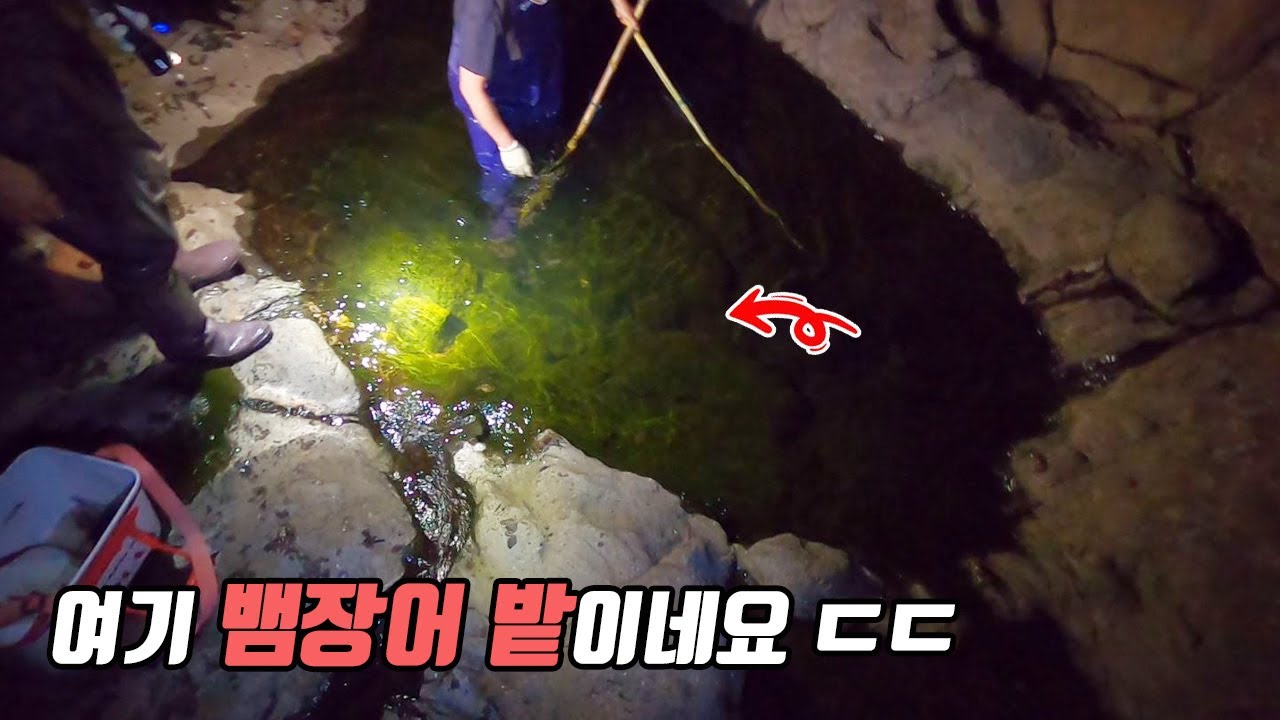 세상에... 이런곳은 첨입니다. 자연산 민물장어가 사방에 널려있네요 ㄷㄷ [TV생물도감]