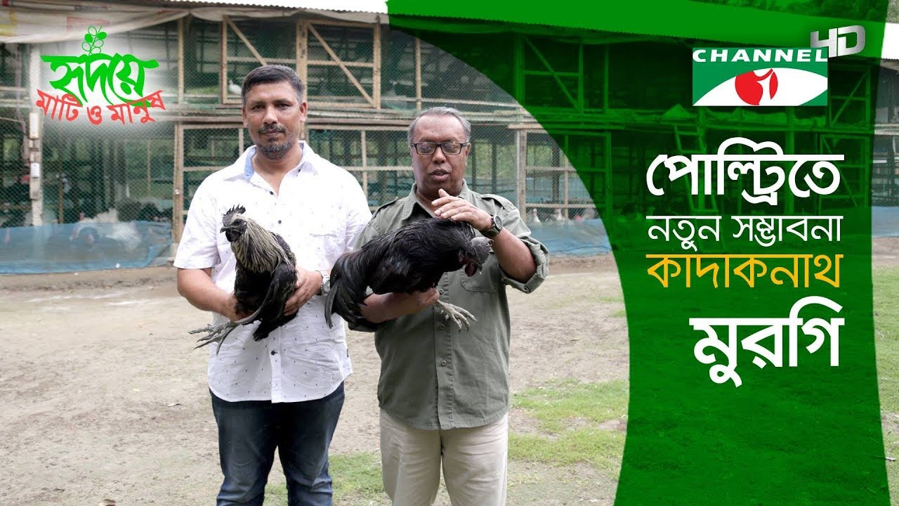 Black bird Kadaknath Shows Hope in Poultry | কাদাকনাথ মুরগি | Shykh Seraj | Channel i |
