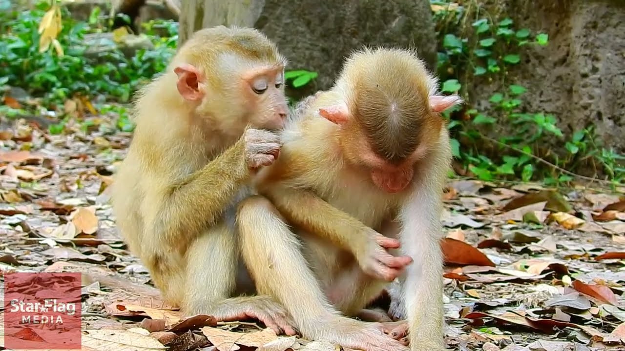 BEST monkey grooming ASMR video fall asleep FAST