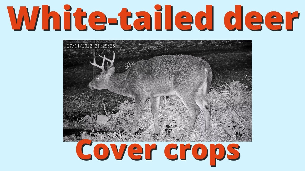 White tailed deer in the garden cover crops
