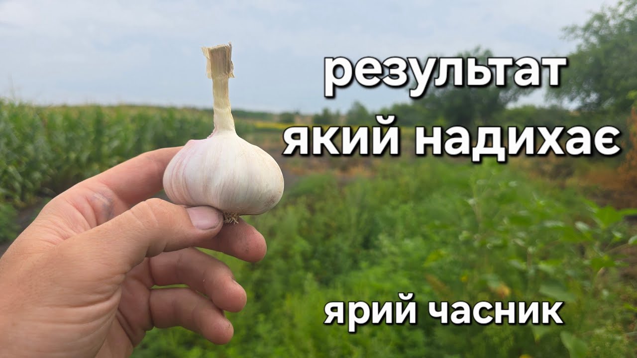 Найкращий ярий часник 2025? Цей сорт здивував — лежкість і врожай краще, ніж у озимих!