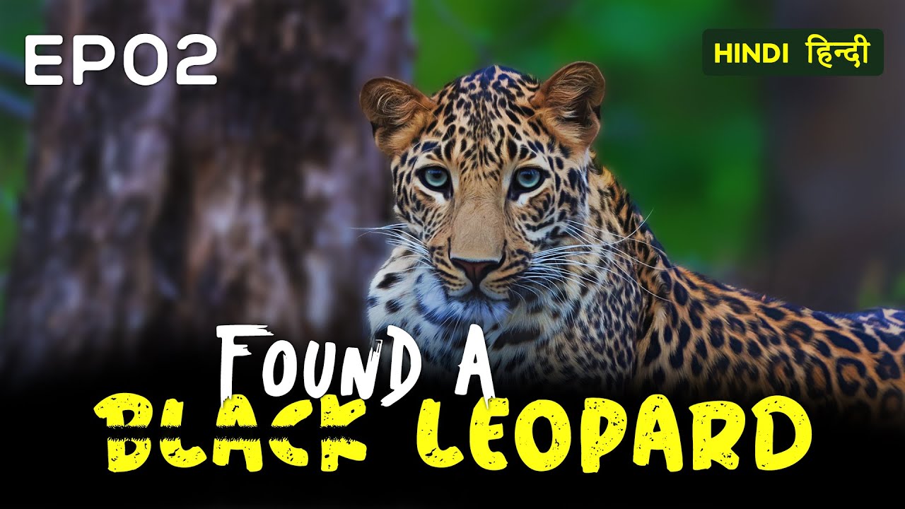 EP 02 - Leopards of Pench | Searching for Black Leopard - 4K Video