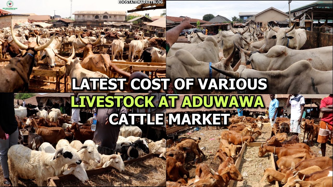 LATEST COST OF VARIOUS LIVESTOCK COW GOAT RAM NATIVE GOAT AT ADUWAWA CATTLE MARKET IN BENIN CITY