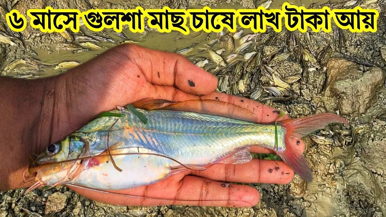 মাত্র ৬ মাসে গুলশা মাছ চাষে লাখ টাকা আয়।যোগাযোগ-01710223754 