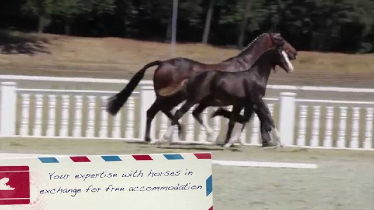 House-Sitting France with Horses