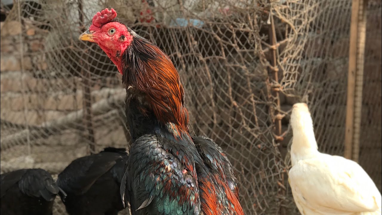 Ganju breed and purbana breed breeders By Nadeem shah aseel