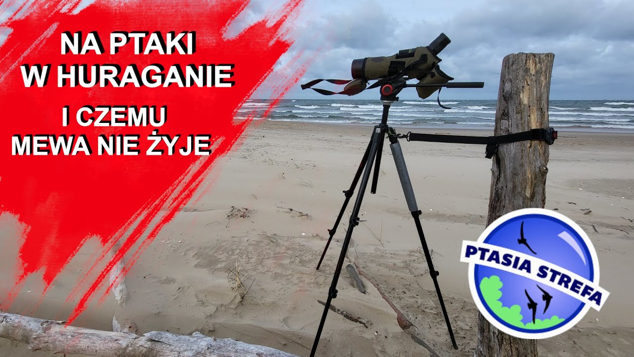 Liczyłem ptaki w huraganie / teorie śmierci rzadkiej mewy...