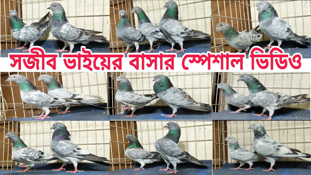 পুরান জাতের সেরা গিরিবাজ কবুতরের ভিডিও এটা kobutor old generation gribaz pigeions #pigeon #shorts 
