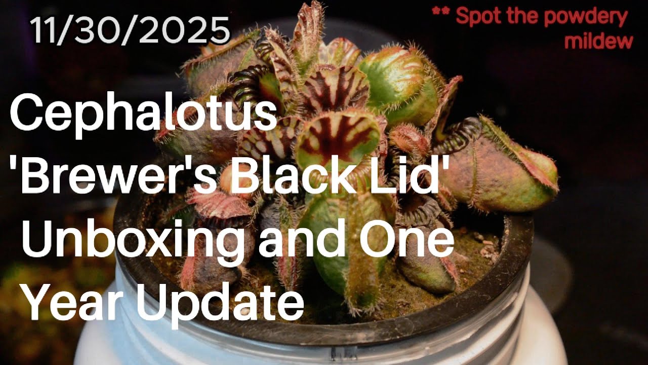 Cephalotus 'Brewer's Black Lid' Unboxing and One Year Update