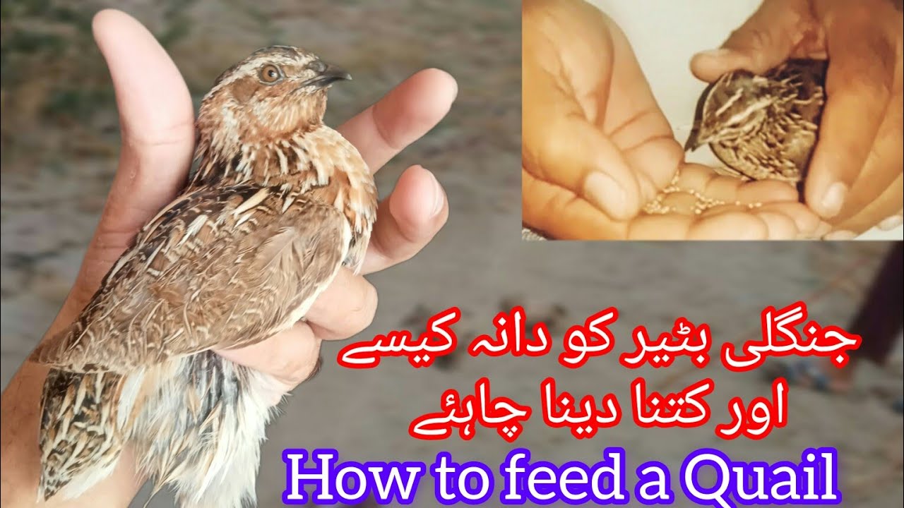 New Batair ko dana dene ka tarika || Batair ko dana kitna dena ha || Coail ko dana kab dena ha