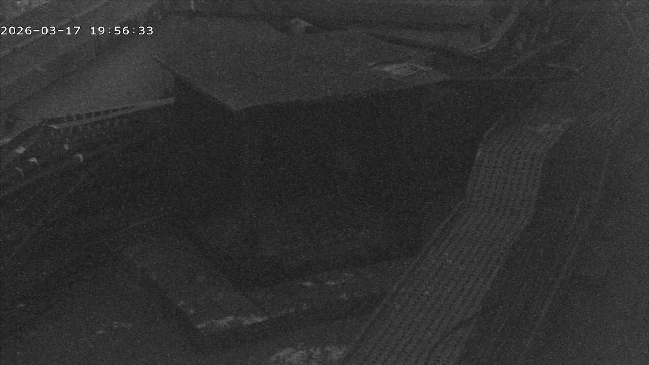 Peregrine falcons webcam 2026