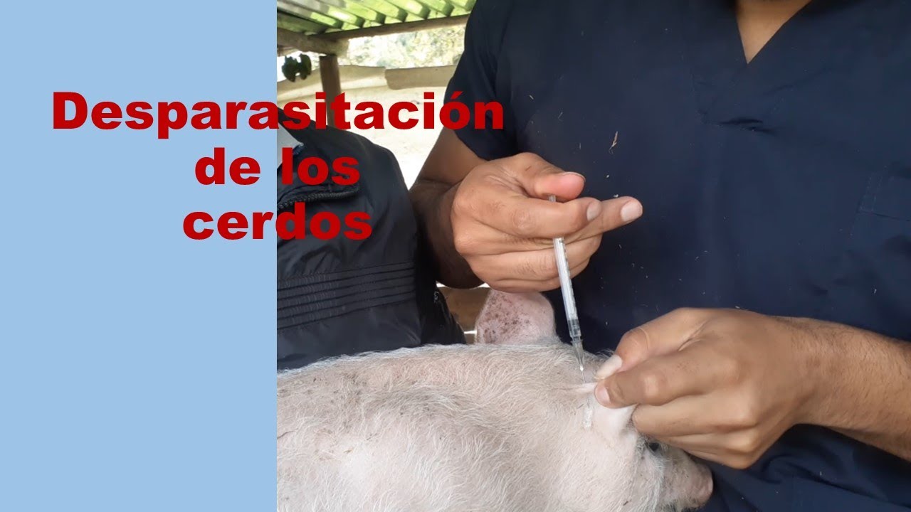 ¿cómo desparasitar a mis cerdos? desparasitación con ivermectina