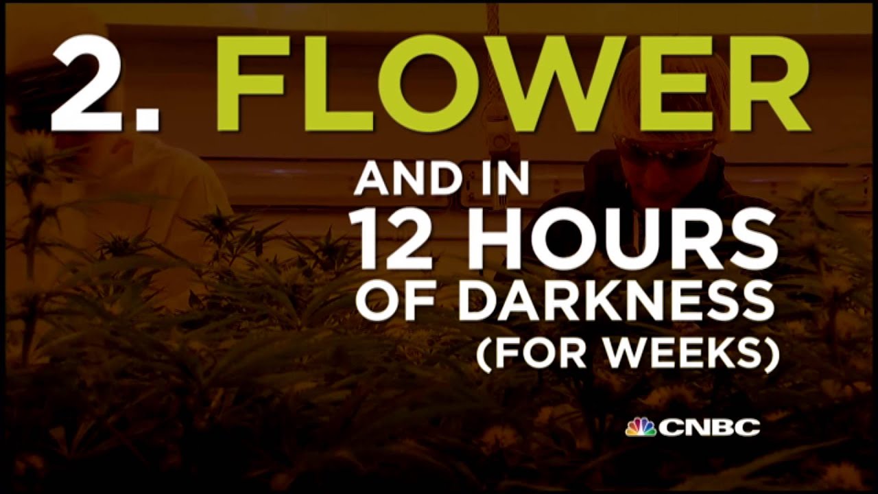 Legal Marijuana: Here's How The Pros Do It | CNBC
