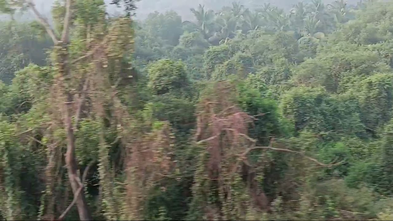 നാച്ചുറൽ വൈബ് 👌👌👌സബ്സ്ക്രൈബ് ഹൈപ്പ് ലൈക് കമന്റ് 🙏🙏🙏🙏