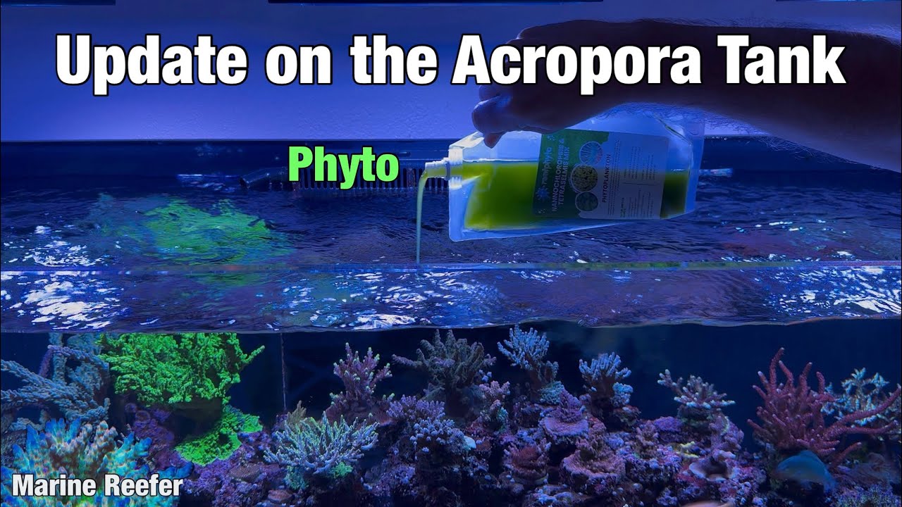 Acropora Reef Tank Update Dosing Phytoplankton 