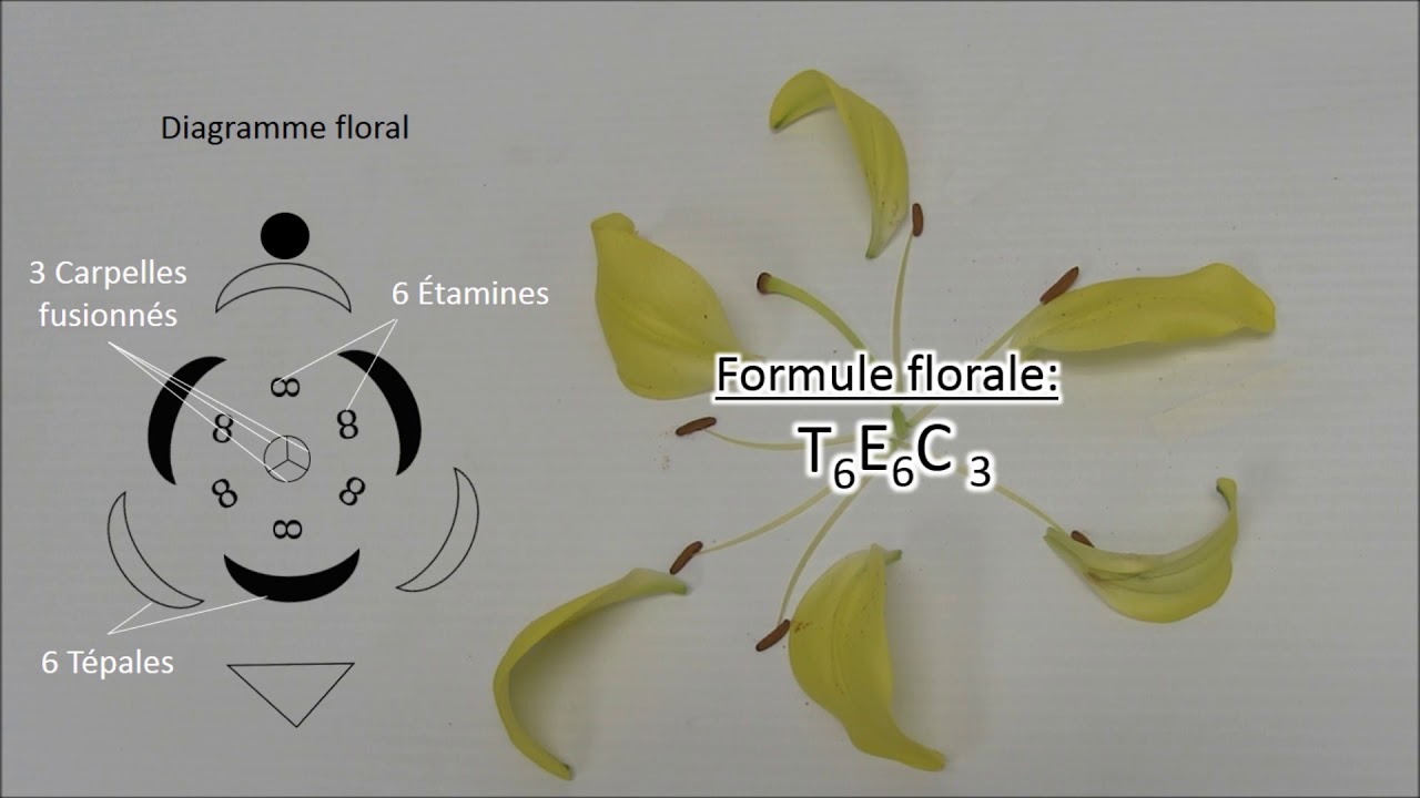 dissection florale, diagramme floral et formule florale