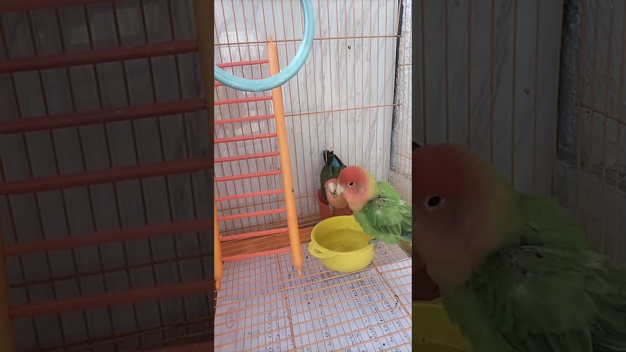 African Love Birds🐥 is live!