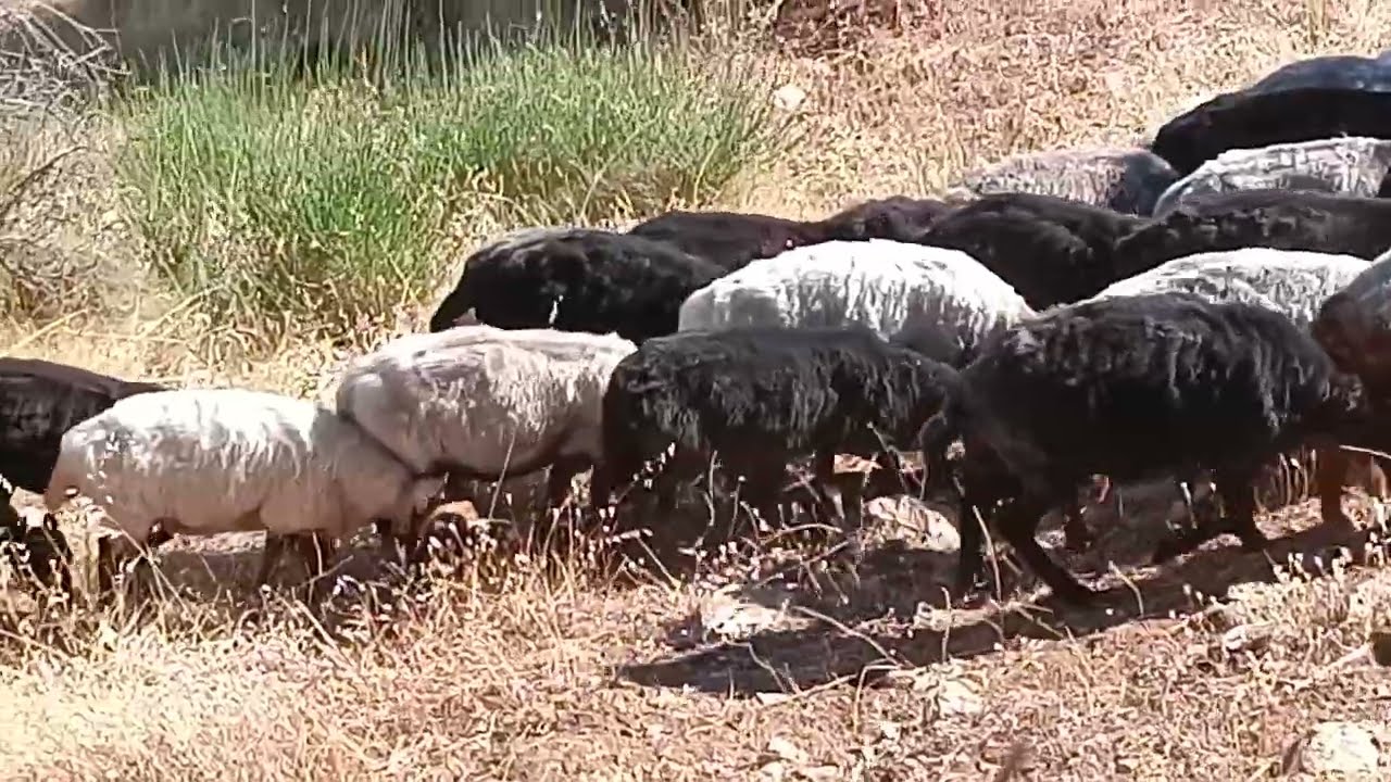 Ελληνικά πρόβατα κωφά 89 σταλίζουν 🐏🐑🇬🇷 #πρόβατα #κτηνοτροφία #greeksheep #sheep
