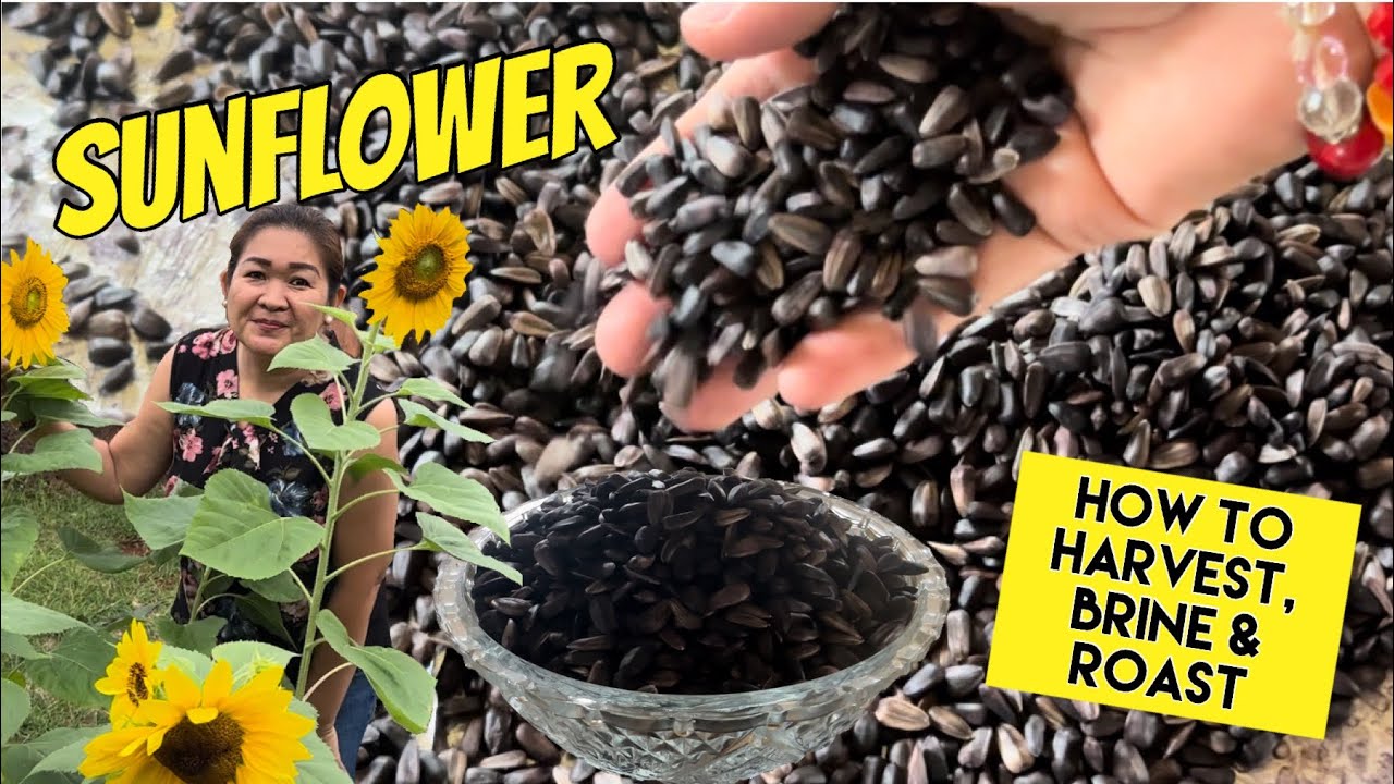 Sunflower | How I Harvest, Brine and Roast Sunflower Seeds | Cheap and Healthy Snack from the Garden