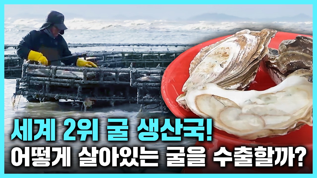 생존율 99%, 살아있는 굴 수출 방법은?