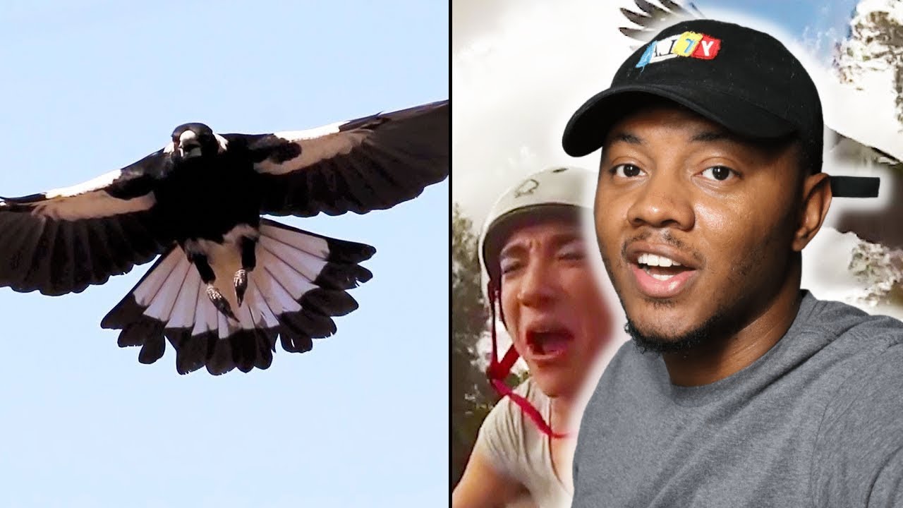 AMERICAN REACTS To Ozzy Man Reviews: MAGPIES
