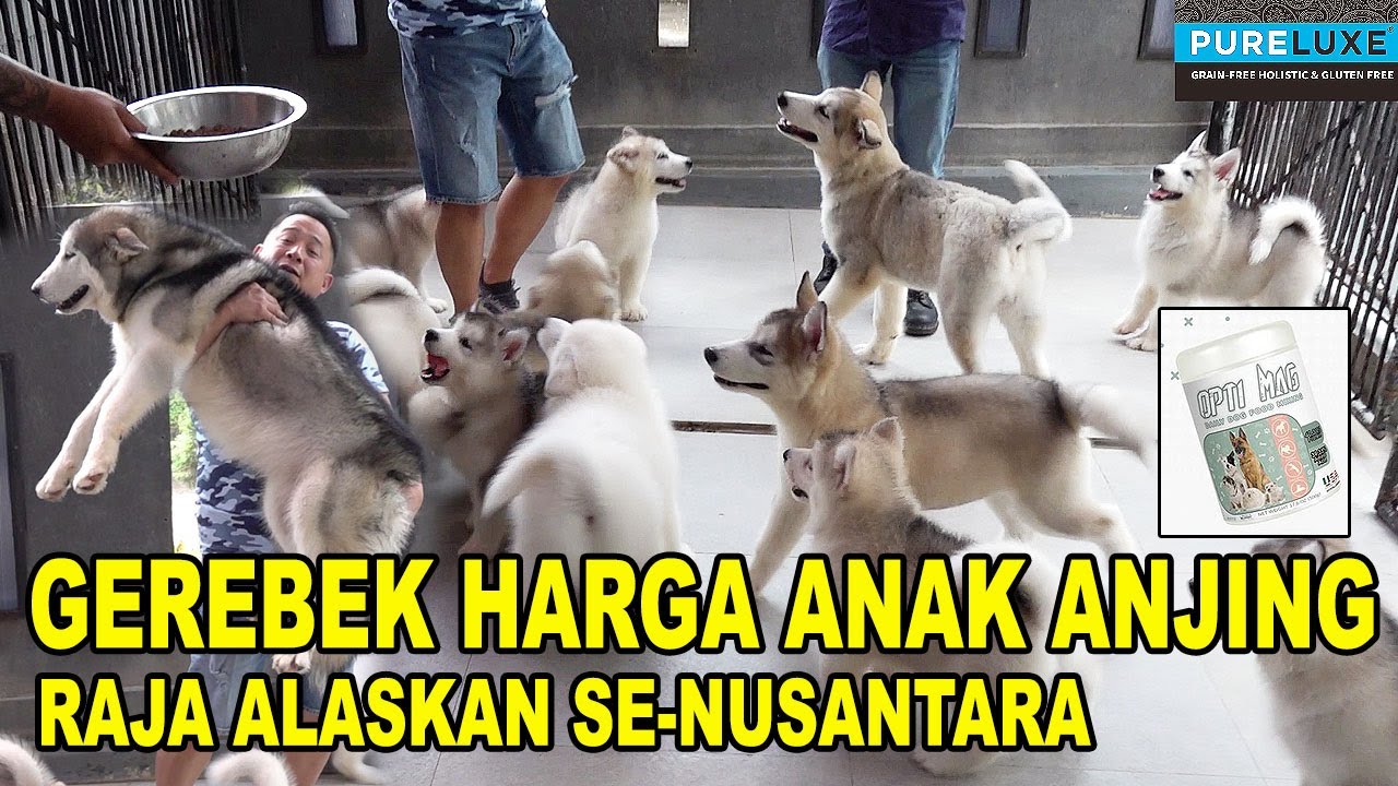 GEREBEK HARGA ANAK ANJING DI RAJA ALASKAN MALAMUTE SE-NUSANTARA