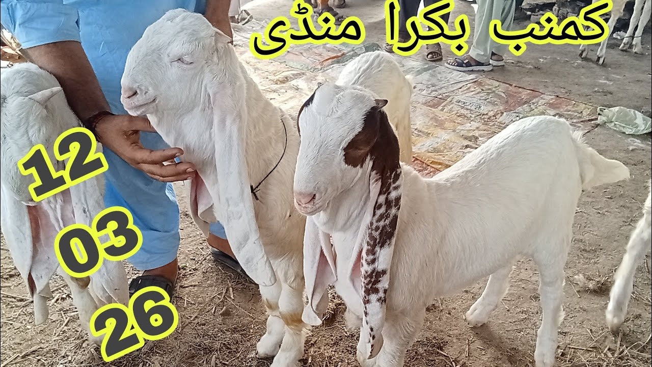 Kumb Bakra Mandi 12 March 2026 | Biggest Goat Market in Sindh | Bakra Mandi Kumb Today
