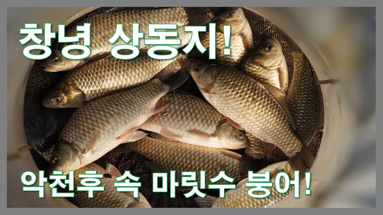 겨울비 내리는 날 붕어낚시 / 창녕 상동지 마릿수 붕어
