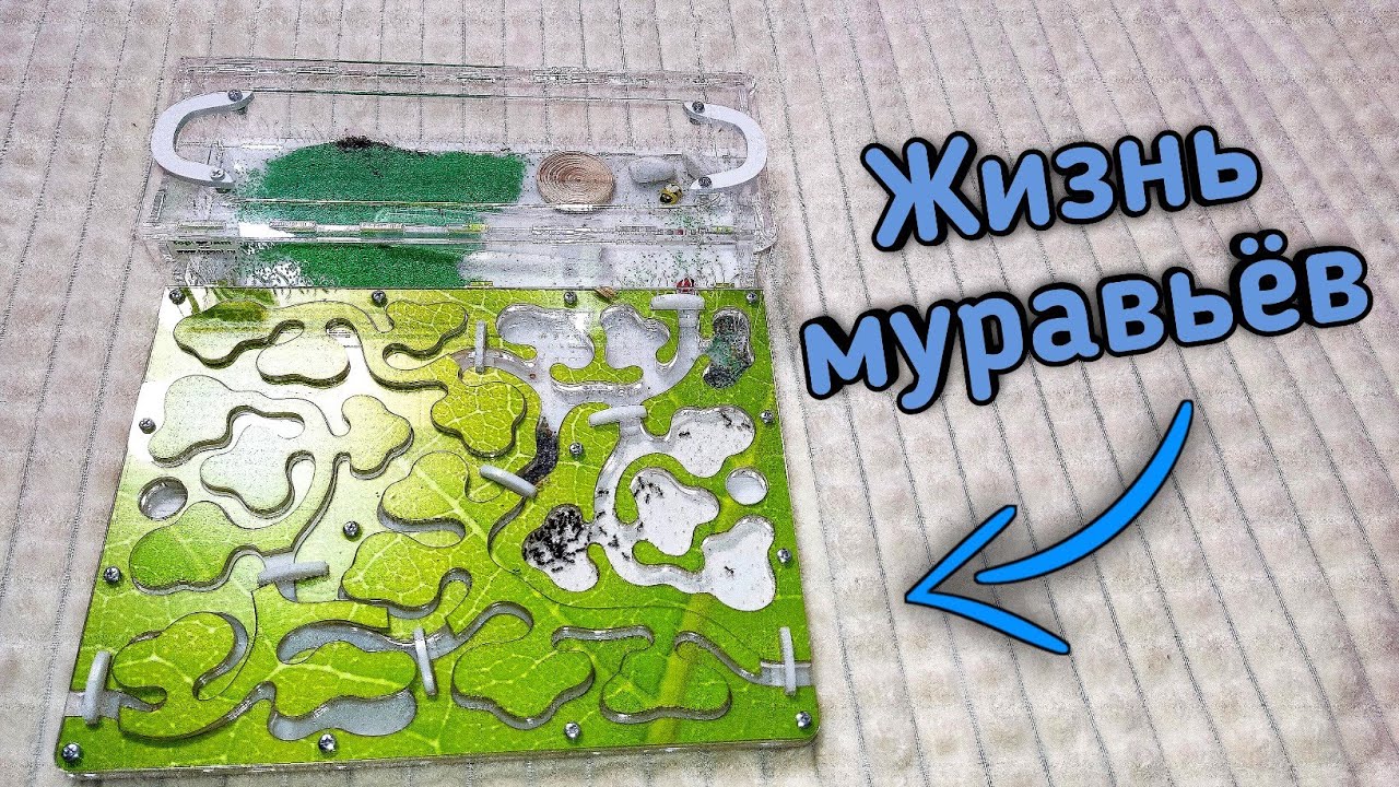 Как живут муравьи в муравьиной ферме - формикарий от Top ant