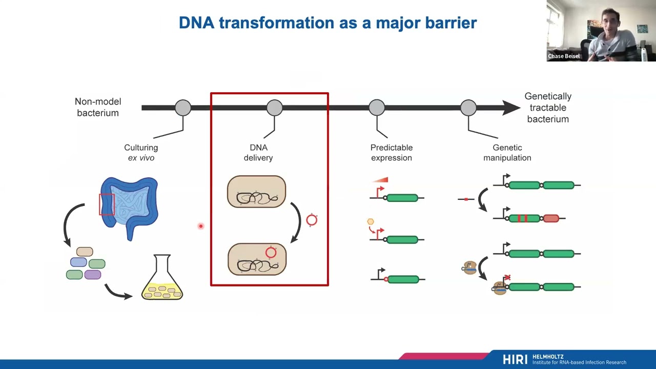 Build-a-Cell seminar Chase Beisel: Enhancing DNA transformation using TXTL