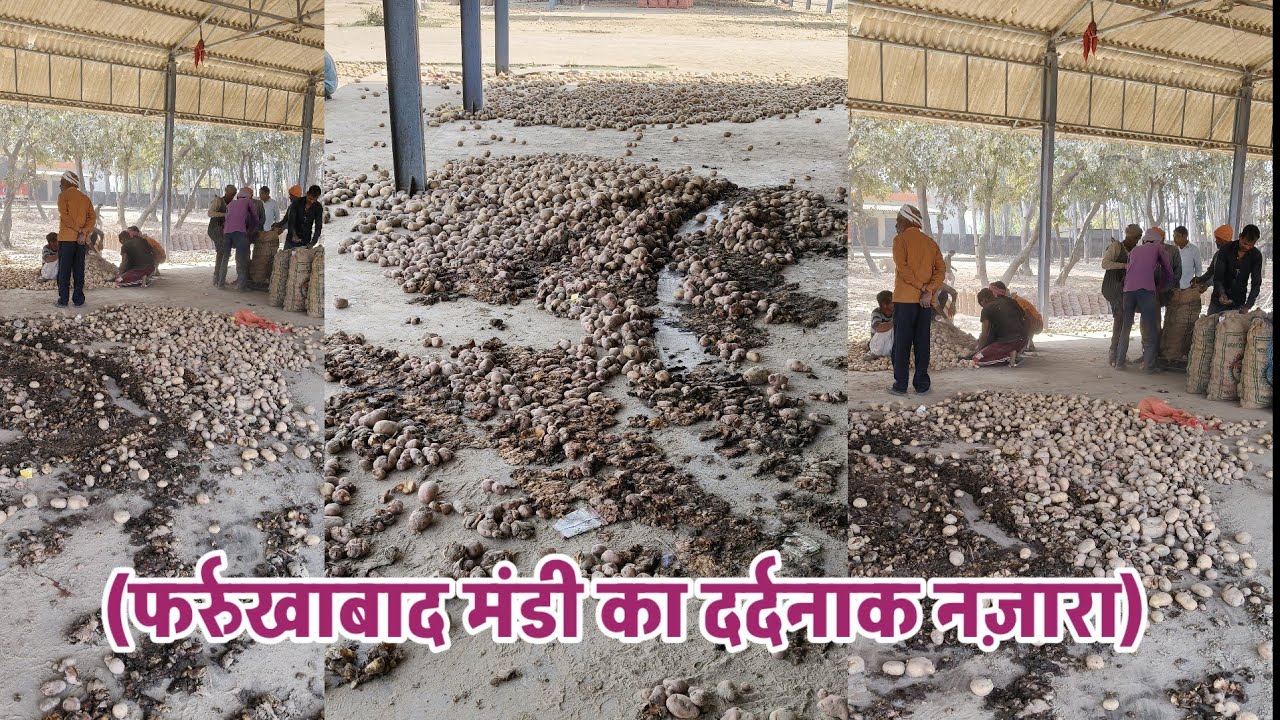 फर्श से अर्श तक नहीं, फर्श पर बिखरा आलू! देखें फर्रुखाबाद मंडी की ये दर्दनाक तस्वीरें।