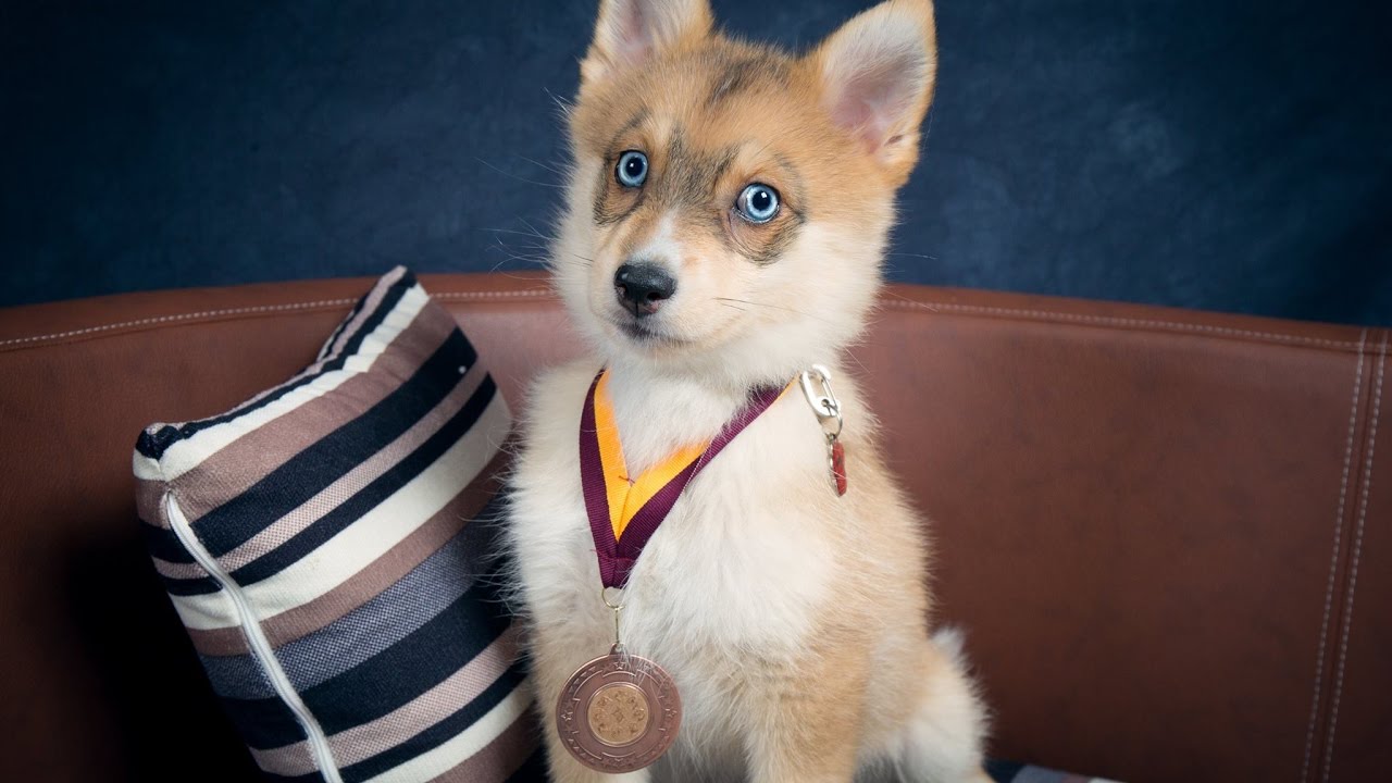 Akila - Pom x Husky Puppy - 2 Weeks Residential Dog Training