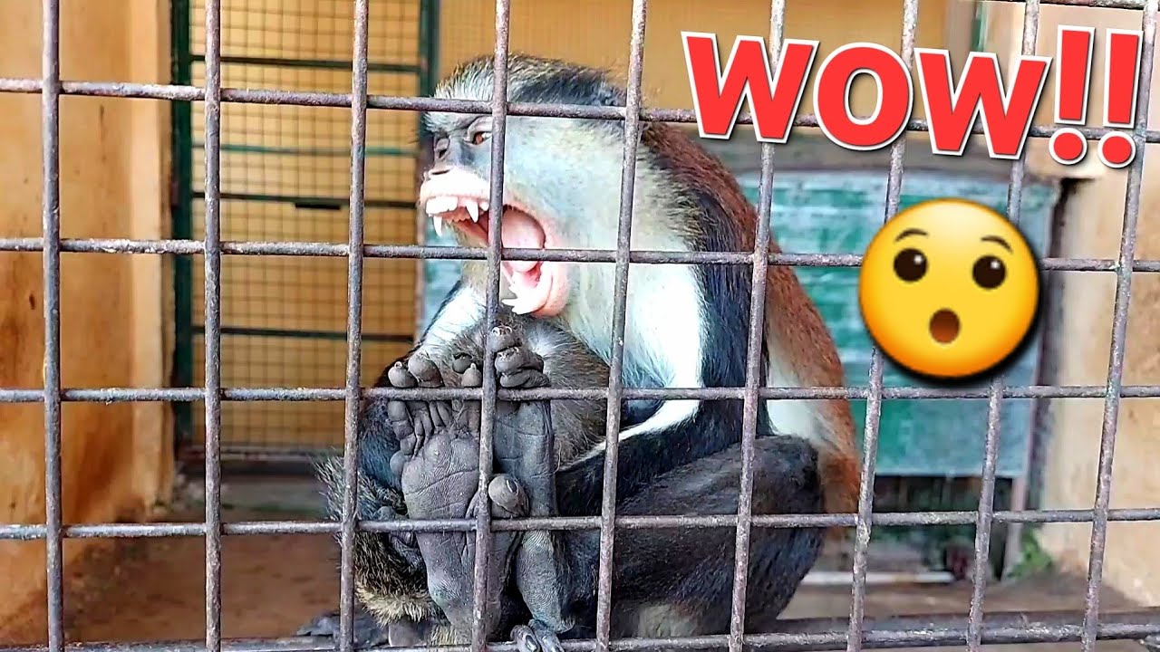 Monkey🐒 OMG Bibi😯 #monkey #funnyanimals #babymonkey #cuteanimals #amazing #wildlife #viralvideo #zoo