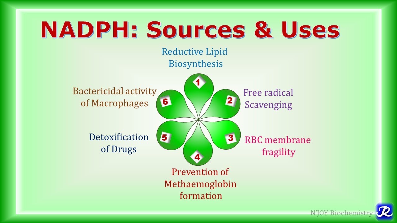 18: НАДФН: источники и применение | Метаболизм углеводов | Биохимия | N'JOY Biochemistry