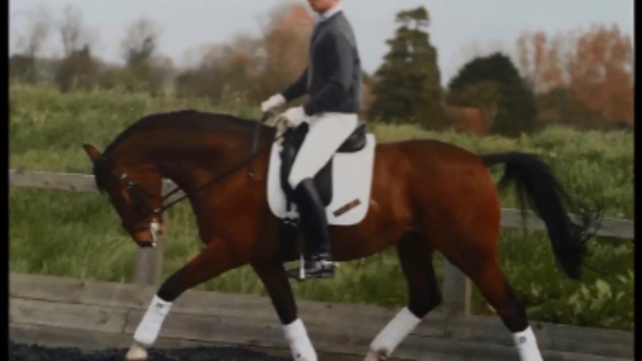 Carl Hester chap 2 Les bases Attitudes et décontraction-