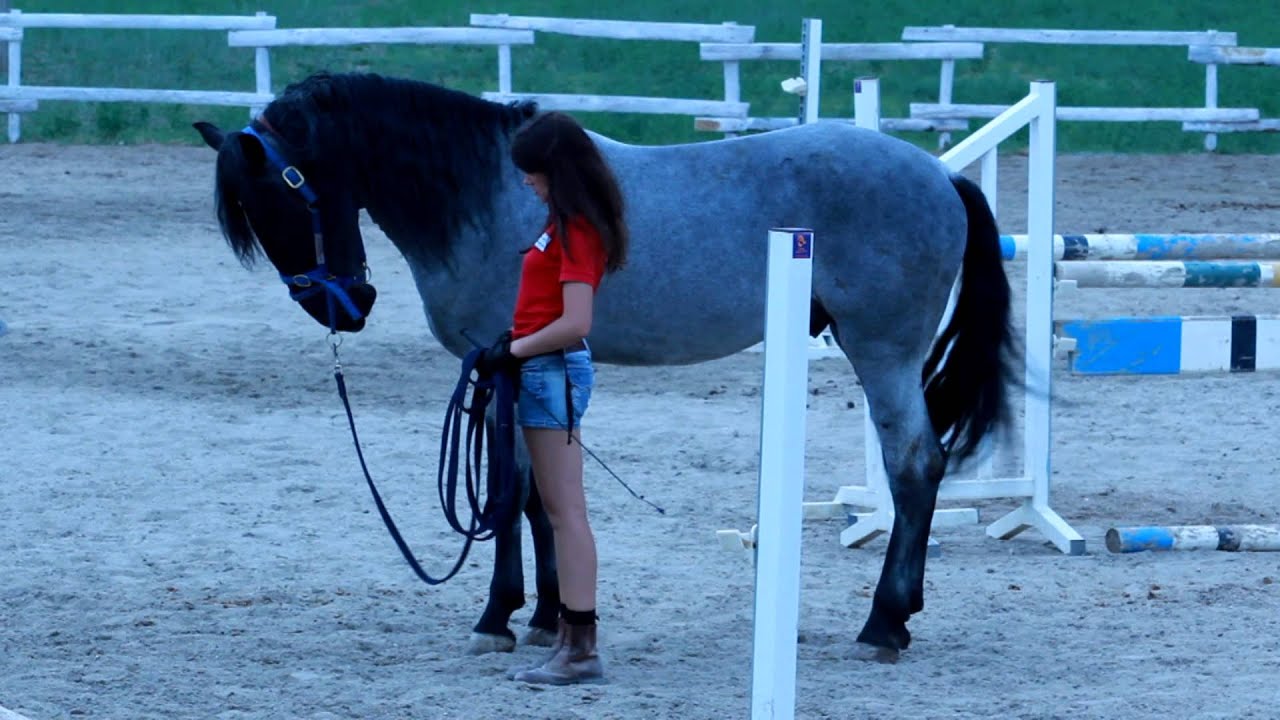 Jolanda Adelaar Rossi e Carletto (stallone Murgese)