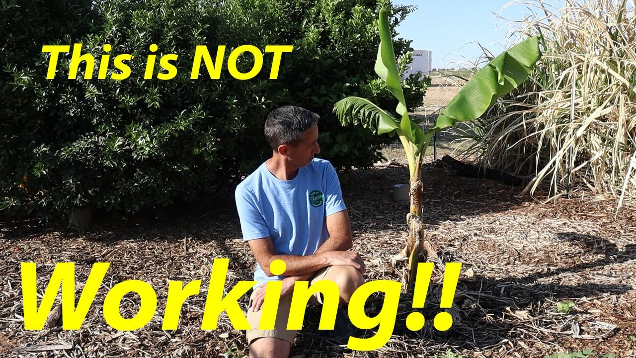 Is it Possible? | Growing Bananas in the Desert
