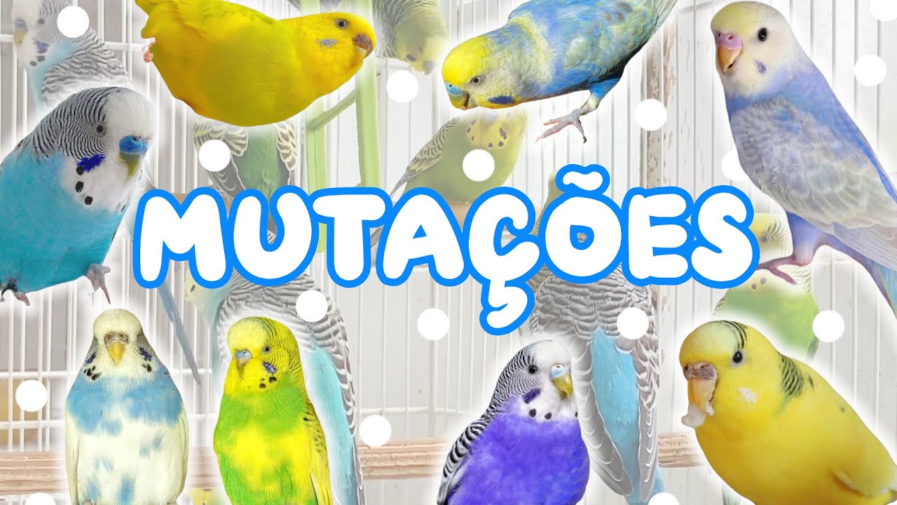 MUTAÇÕES EM PERIQUITOS (guia completo!) - Periquitos Australianos | Batatube