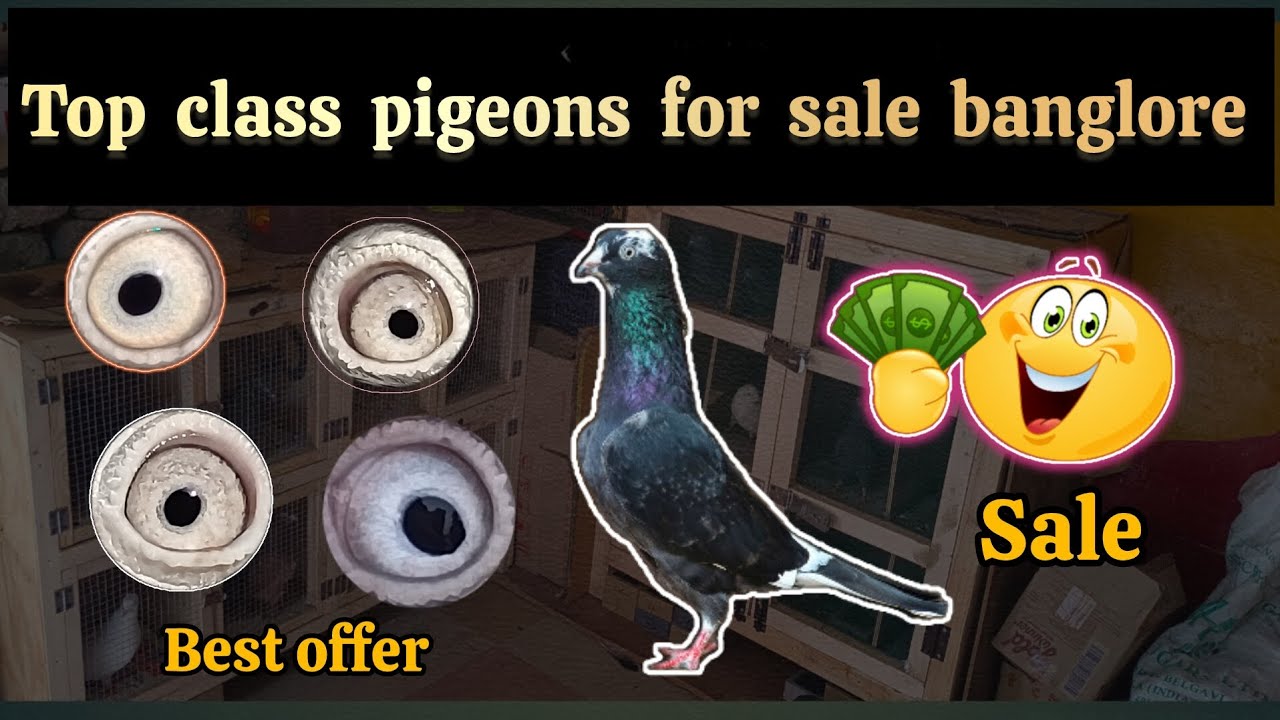 Top class tournament pigeons for sale🤑Bengaluru || in kannada || 😱💯✅ #viral #pigeon #vlog #youtube