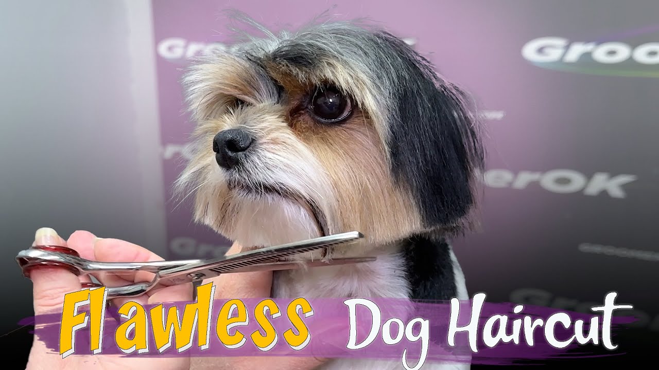 Biewer Terrier Grooming | Step-by-Step Guide for a Perfect Haircut | Pro Grooming Tips & Tricks!