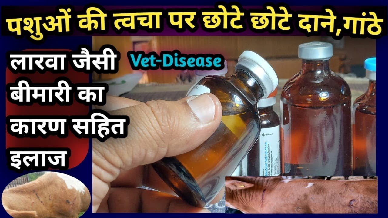 त्वचा पर छोटे छोटे दाने/गांठे/अचपड़ा जैसी बीमारी का इलाज||Filarial Dermatitis Diagnosis &Treatment