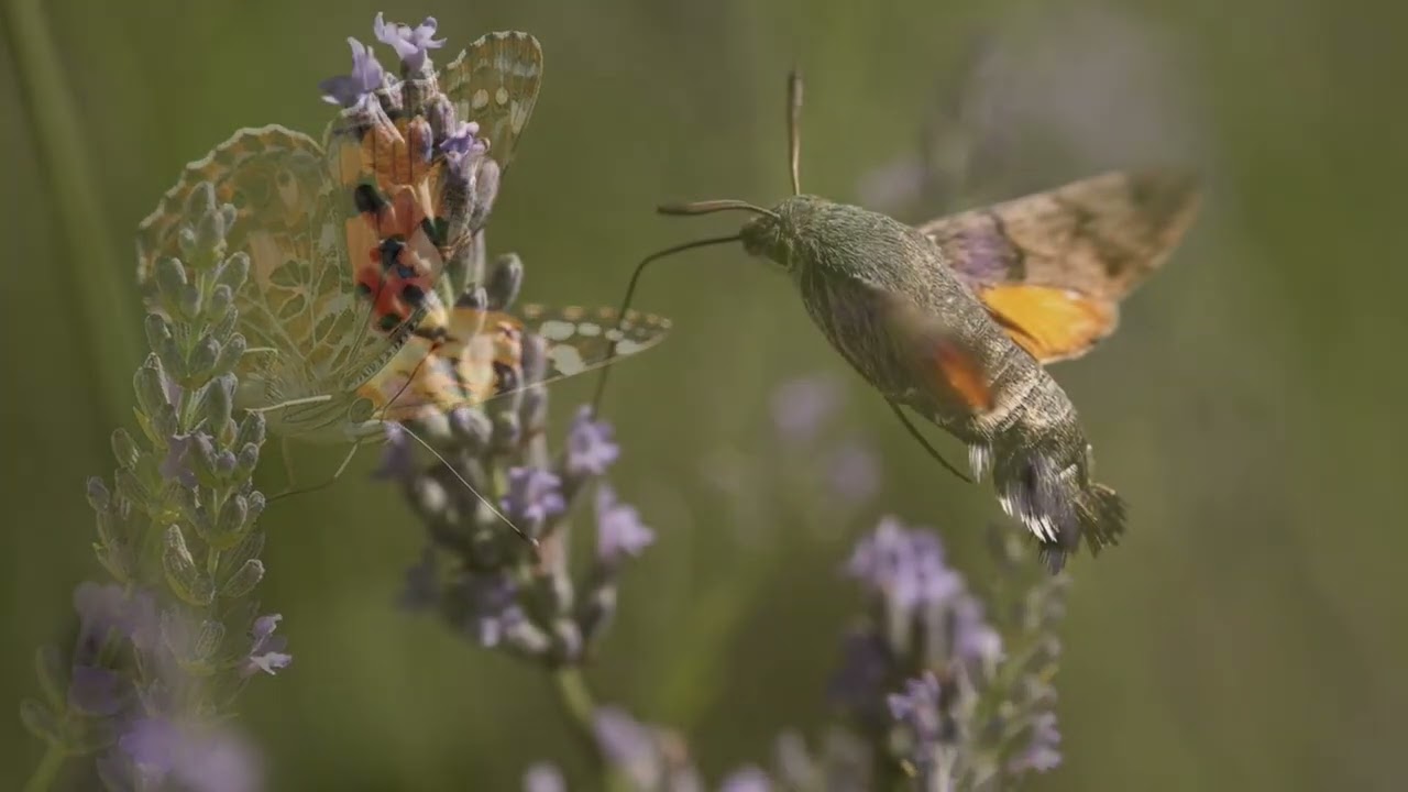 9. Ritme van de natuur nr 2. - Ron Adelaar & Henkjan Kievit