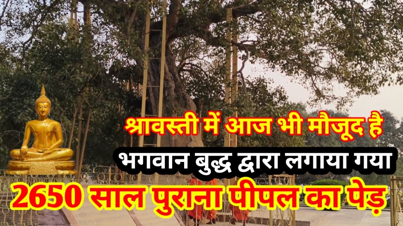 2650 साल पुराना पेड़  ||  बोधि वृक्ष श्रावस्ती || Sarvasti Uttar Pradesh