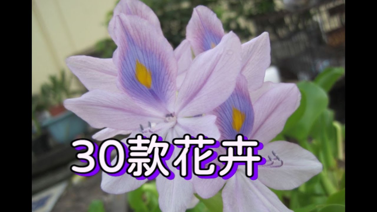 30款花卉邀您欣賞part A