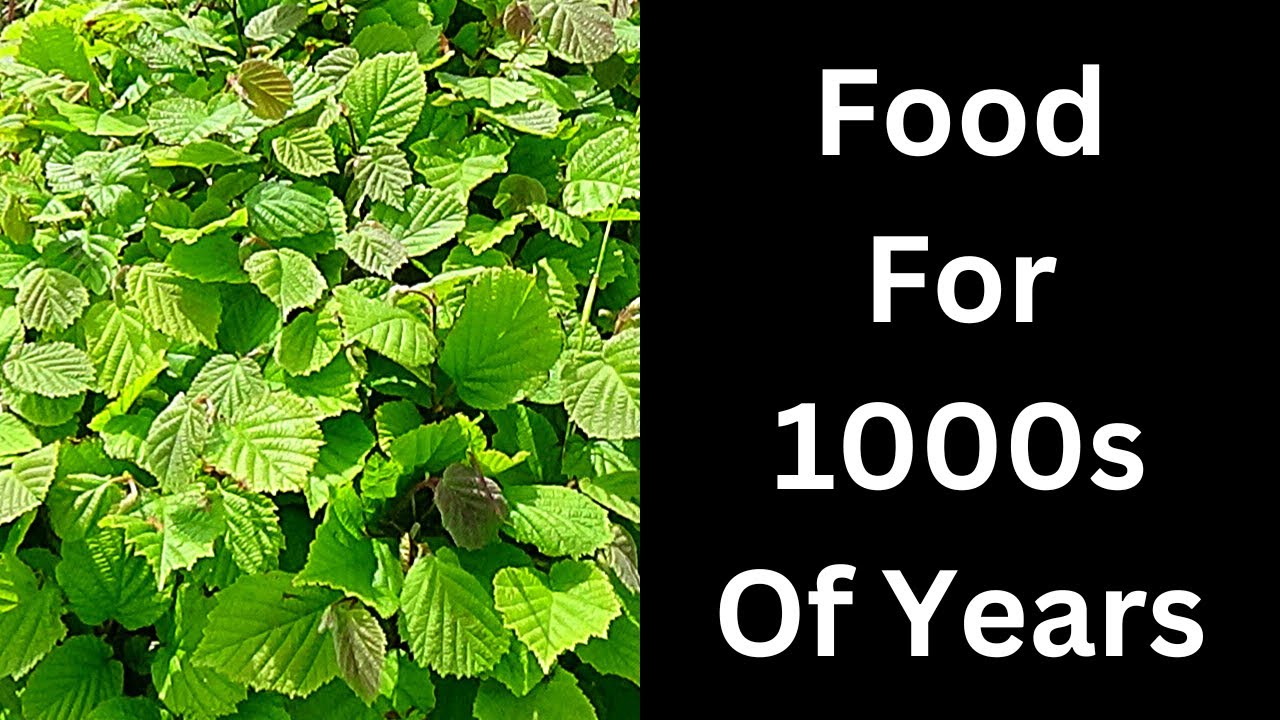 Planting hundreds of nut trees in the food forest
